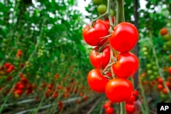 FILE - Hanging tomatoes at a farm in Europe on Dec. 23, 2021. (Fruit Vegetables Europe/news aktuell via AP Images)