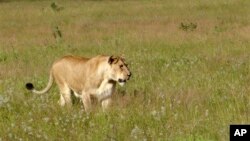 This photo taken April 2012 shows a lioness walking through the tall grass in the Phinda Private Game Reserve, near Hluhluwe, South Africa. The lions that roam Africa's savannahs have lost as much as 75 percent of their habitat in the last 50 years as humans overtake their land. (AP Photo/Matthew Craft-file)