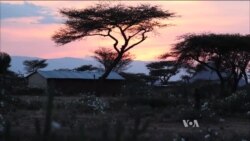 Authorities Crack Down on Elephant Poaching in Kenya