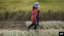 FILE - A worker harvests rice at a field in suburban Kunming, Yunnan province, China.