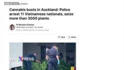 11 công dân Việt Nam bị bắt giữ ở New Zealand vì trồng cần sa