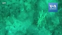 Les plongeurs de Dakar luttent pour effacer la marée plastique du Sénégal