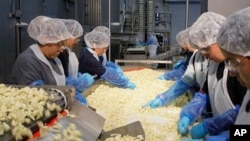 Para karyawan sedang menyortir bawang putih di Christropher Ranch, Gilroy, California, 22 Juli 2010. (Foto: AP)