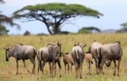 FILE - Wildebeests are seen within the Kimana Sanctuary, part of a crucial wildlife corridor that links the Amboseli National Park to the Chyulu Hills and Tsavo protected areas, within the Amboseli ecosystem in Kimana, Kenya, Feb. 8, 2021.