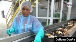 Las exportaciones tradicionales se mantienen como uno de los rubros que han evitado que la economía de Nicaragua sucumba en el actual contexto.