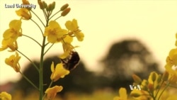 Study: Insecticide Damaging Wild Bee Populations