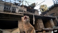 A cat sits in the yard of a house destroyed by shelling by Azerbaijan's artillery during a military conflict in Stepanakert, the separatist region of Nagorno-Karabakh, Oct. 13, 2020.