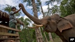 FILE - In this Monday, June 27, 2016 photo, a mahout touches a tame elephant at Myanmar government owned elephant hut in Kabyin Lwin, northern Sagaing division, Myanmar. (AP Photo/ Gemunu Amarasinghe)