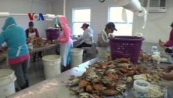 Kecemasan Pengolah Kepiting dan Importir Sayur