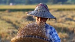 စပါးအထွက်လျော့ပြီး စျေးကျလို့ လယ်သမားတွေအရှုံးပေါ်