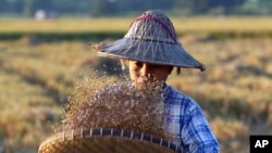 နေပြည်တော်အနီး လယ်စိုက်ခင်းတခုတွင် လုပ်ကိုင်နေသည့် လယ်သူမတဦး။ (နိုဝင်ဘာ ၉၊​ ၂၀၁၈) (AP)