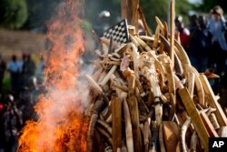 A pile of about 2,000 illegally trafficked elephant tusks and hundreds of finished ivory products are destroyed in the first ever Cameroonian burn of poached wildlife goods, in Yaounde, Cameroon, April 19, 2016.
