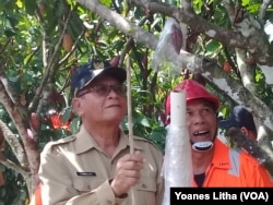 T. Samsuri, Wakil Bupati Poso, mengikuti arahan petugas Brigade Perlindungan Perkebunan Dinas Perkebunan dan Peternakan Sulawesi Tengah saat melakukan sarungisasi bakal buah Kakao dalam kegiatan Pencanangan Gerakan Pengendalian OPT Kakao di desa Lape, Kecamatan Poso Pesisir Kabupaten Poso, Sulawesi Tengah, 3 Juli 2017. (Foto: Yoanes Litha/VOA)