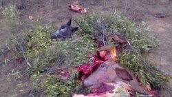 Udaba Esilwethulelwe NguEzra Tshisa Sibanda