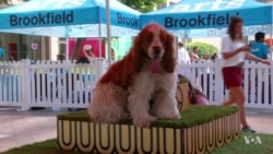 Art Exhibition For Dogs Opens In Los Angeles