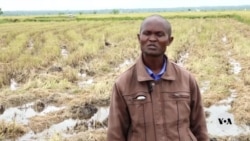 AI app helps Kenyan farmers optimize crop yields