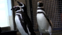 Researchers Say Animals Like Video Games Too!