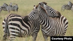 Zebra couples are seen hugging in Serengeti, Tanzania in this file photo.