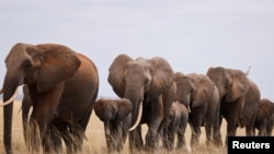 FILE - Elephants walk in the Amboseli National Park, Kenya, Aug. 10, 2021. 