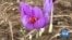Climate Change Affecting Saffron Farming in Kashmir