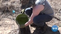 Scientific Studies Say Planting Trees Helps Mitigate Global Warming