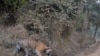 India Battles Challenge of Shrinking Tiger Habitat