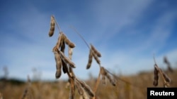 Tanaman kedelai yang siap dipanen di Minooka, Illinois, 24 September 2014. (Foto: dok). 