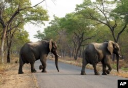 FILE -- In this Thursday, Oct. 1, 2015 file photo an elephant crosses a road in the Hwange National Park, Zimbabwe. Zimbabwe’s wildlife agency said Thursday, Jan. 5, 2017 it has sold 35 elephants to China to ease overpopulation and raise funds