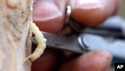 Khí hậu ấm hơn do khí hậu biến đổi tạo những môi trường thích hợp cho các loại côn trùng 