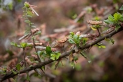 Desert locusts sit on a tree branch in Katitika village, Kitui county, Kenya, Jan. 24, 2020.