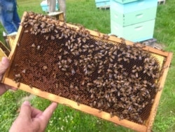 Bees at a thriving bee yard near Beckley, West Virginia. (VOA/ Julie Taboh)