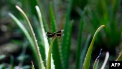Tanaman lidah buaya (Aloe Vera), tanaman obat yang tetap bertahan di masa pandemi. (Foto: ilustrasi).