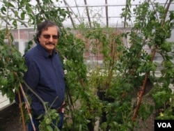 OSU plant breeder Jim Myers examines peppers in a greenhouse on the Corvallis campus. (Photo: Tom Banse/VOA)
