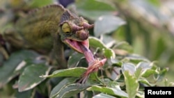 File - A three-horned "Chameleo Jacksonii" chameleon feeds on an insect at the Old World Kinyonga reptile farm in the Karen area of Kenya's capital Nairobi.