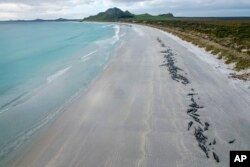 A string of dead pilot whales line the beach at Tupuangi Beach, Chatham Islands, in New Zealand's Chatham Archipelago, Saturday, Oct. 8, 2022. Some 477 pilot whales have died after stranding themselves on two remote New Zealand beaches over recent days, officials say. (Tamzin Henderson via AP)
