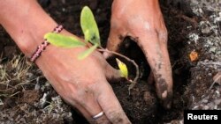 FILE - A worker plants seedlings in Peru, Dec. 5, 2014. Better soil management could boost carbon stored in the top layer of the soil, according to a study published in the journal Nature.