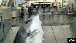 Nelayan Jepang kembali melakukan penangkapan ikan paus untuk tujuan komersial dan menjualnya ke pemerintah kota setempat.