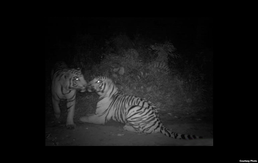 A pair of tigers rest safely at night on a trail that is patrolled during the day to guard against poaching . Credit: Center for Systems Integration and Sustainability, Michigan State University.