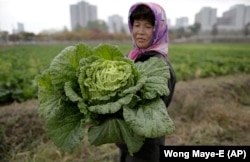 A farmer carries a fully grown cabbage after plucking it out from the main crop which will be harvested early next month, and used to make Kimchi.