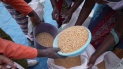 Udaba Esilwethulelwe NguMlondolozi Ndlovu