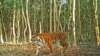 Key tiger habitat swamped by deadly Bangladesh cyclone
