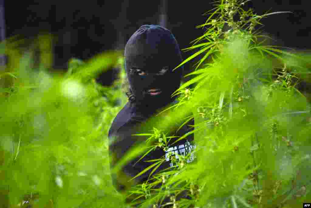 ប៉ូលិស​ឥណ្ឌូណេស៊ី​ម្នាក់​បំផ្លាញ​ចម្ការ​អាភៀន​បី​ហិកតា​នៅ​ក្នុង​ទីក្រុង​ Montasik​ ខេត្ត​ Aceh។