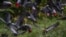 FILE - African grey parrots are seen at Lomami National Park, Democratic Republic of Congo, in a 2014 photo. (Source - Lukuru Foundation/bonoboincongo.com)