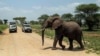 FILE - An elephant crosses a road made for Safari vehicles as tourists take photos in Tarangire National Park on the outskirts of Arusha, northern Tanzania, Jan. 16, 2015.
