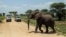 FILE - An elephant crosses a road made for Safari vehicles as tourists take photos in Tarangire National Park on the outskirts of Arusha, northern Tanzania, Jan. 16, 2015.