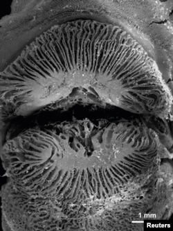 A scanning electron microscope image shows a close-up of the mouth of a tubelip wrasse with self-lubricating lips which enable the fish to 'kiss' mucus and flesh from the surface of corals in this undated photo released by James Cook University researchers in Townsville, Queensland, Australia, June 5, 2017. (Courtesy Victor Huertas / David Bellwood)