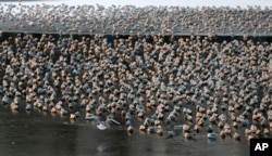River gulls stand on a frozen section of the Sava river in Belgrade, Serbia, Saturday, Jan. 7, 2017. Blizzards swept parts of Europe on Friday, causing at least nine deaths, closing roads and resulting in traffic accidents, travel delays and medical evacu