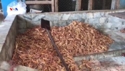 د چرگانو پنجې چین ته لېږل گټه ور کاروبار دی، تاجران وايي