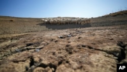 FILE - Sheep look for water in a dry pond used by local farms for their livestock, in Contrada Chiapparia, near the town of Caltanissetta, central Sicily, July 19, 2024. 
