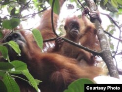 Orangutan Tapanuli (Pongo Tapanuliensis). (Foto: Courtesy YEL-SOCP)